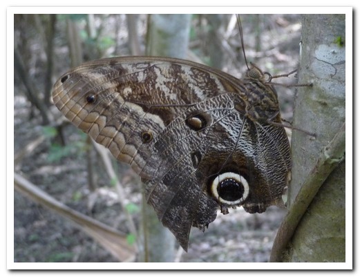 Moth disguised as an owl