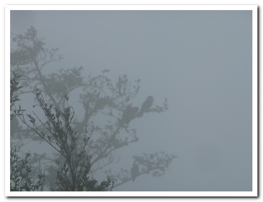 Parrots in the mist